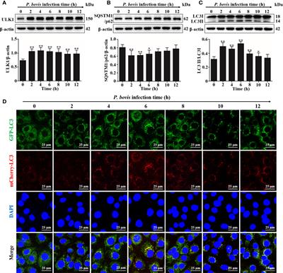 Prototheca bovis induces autophagy in bovine mammary epithelial cells via the HIF-1α and AMPKα/ULK1 pathway